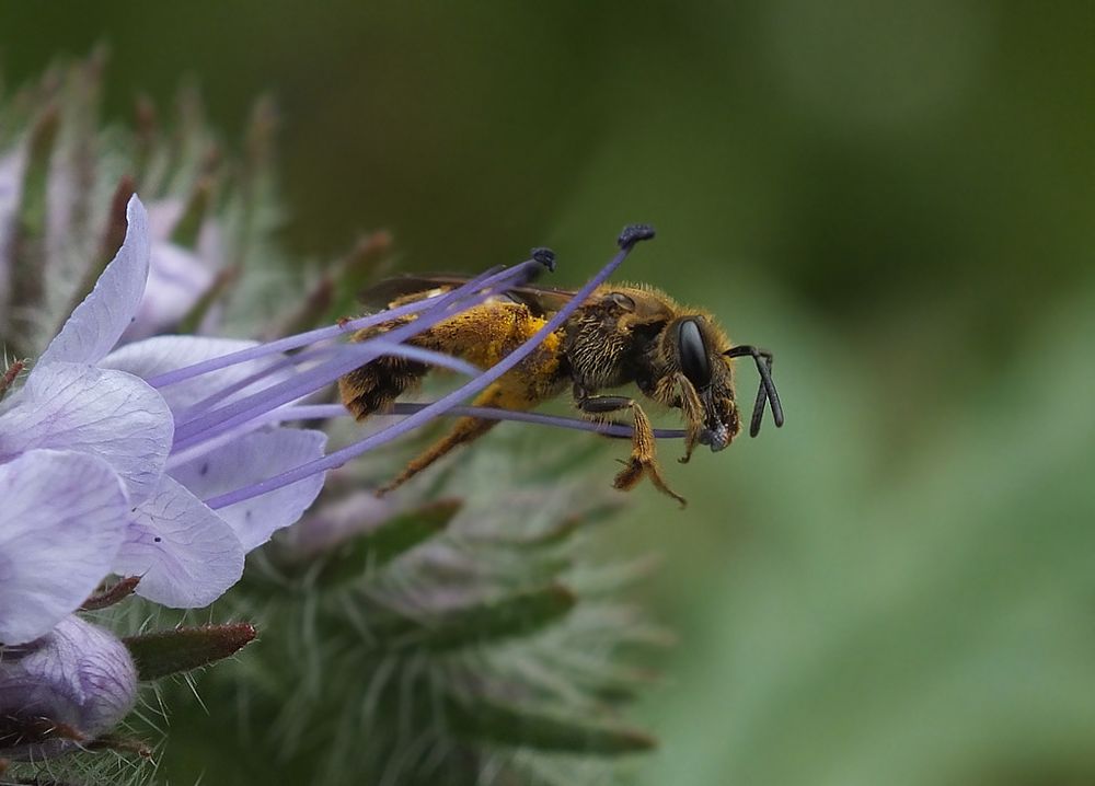 Was tut man nicht alles für die leckersten Pollen