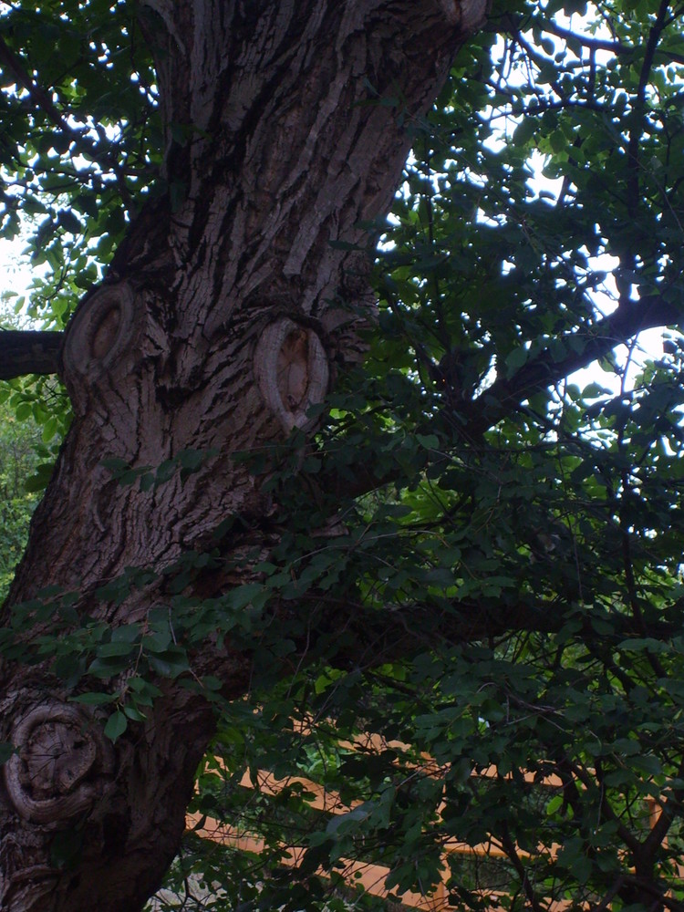 Was versteckt sich im Baum??(gelöst)