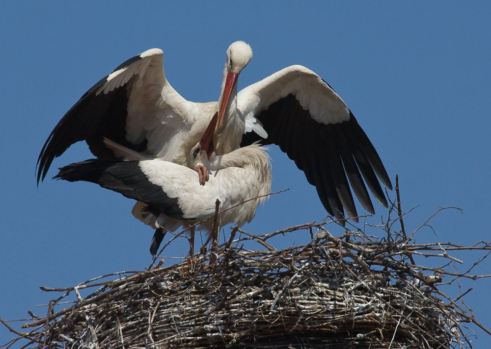 Was Vögel eben so tun damit der Storch kommt (2.)