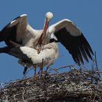 Was Vögel eben so tun damit der Storch kommt (2.)