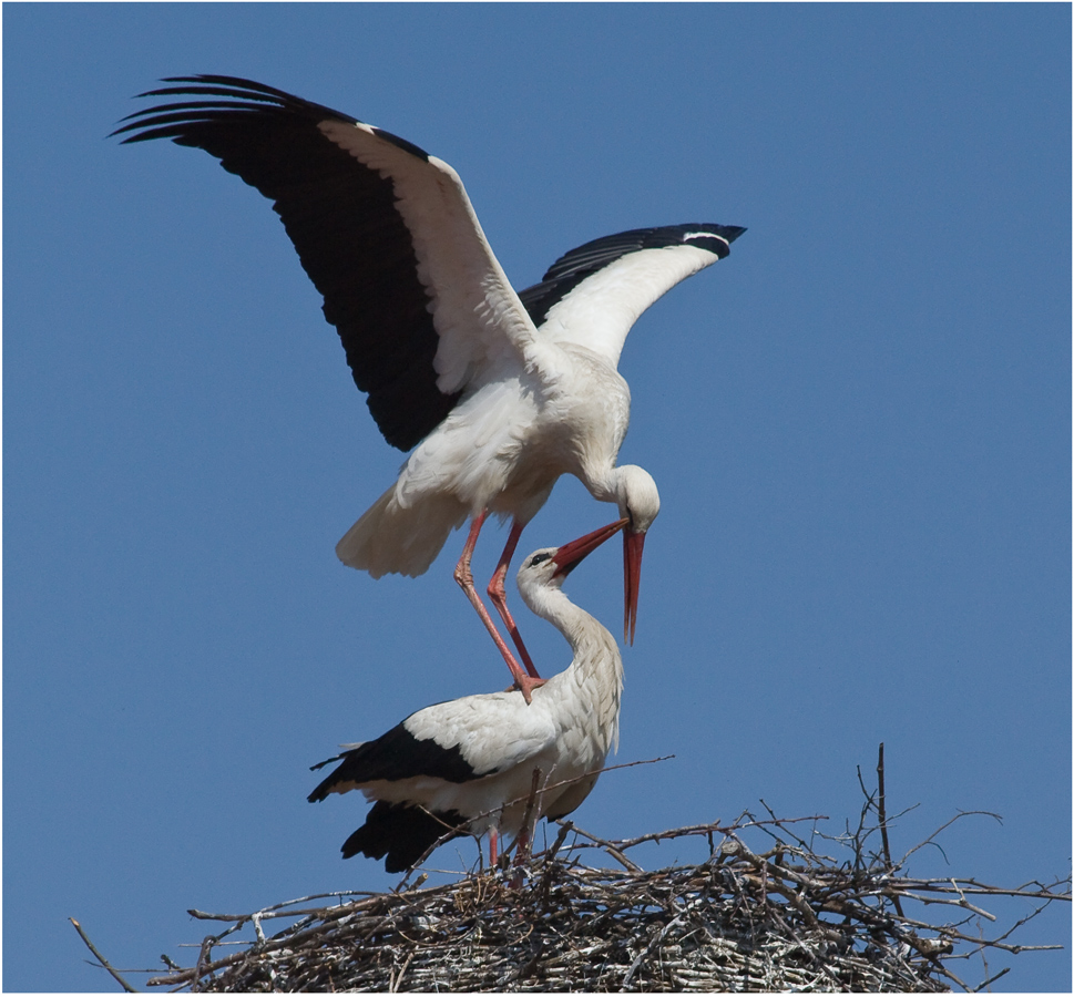 Was Vögel eben so tun damit der Storch kommt...