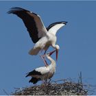 Was Vögel eben so tun damit der Storch kommt...