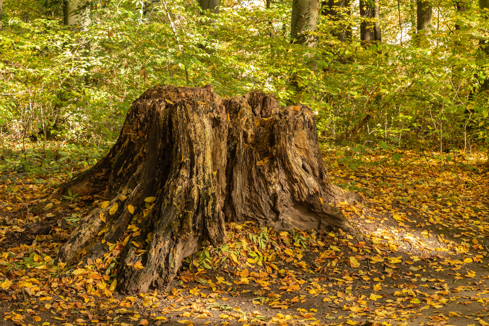 Was vom (Baum-) Leben bleibt.....