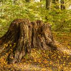 Was vom (Baum-) Leben bleibt.....