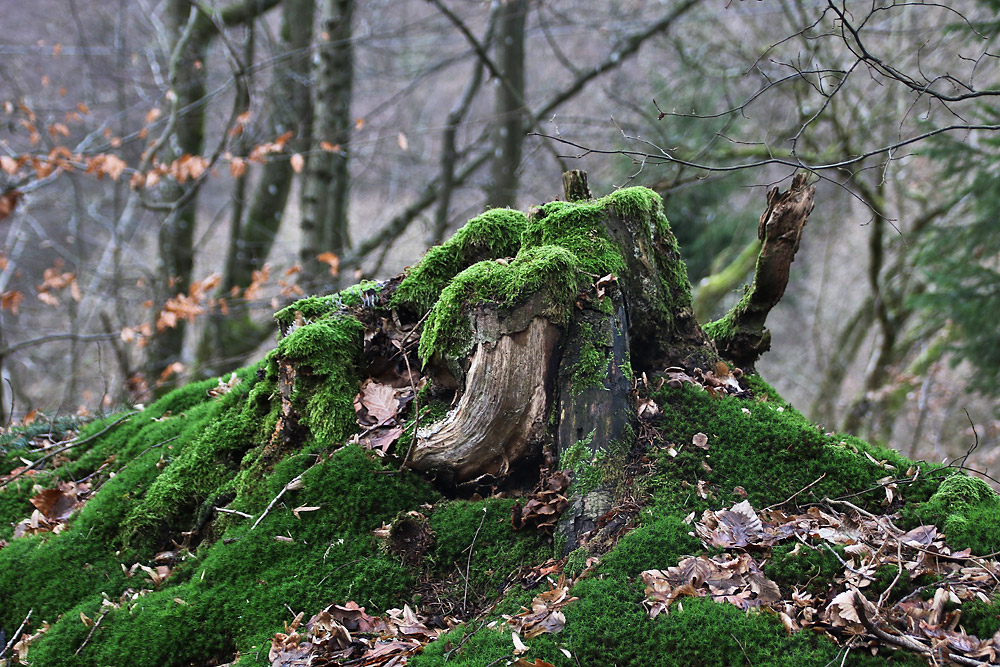 was vom Baum noch übrig blieb