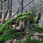 was vom Baum noch übrig blieb