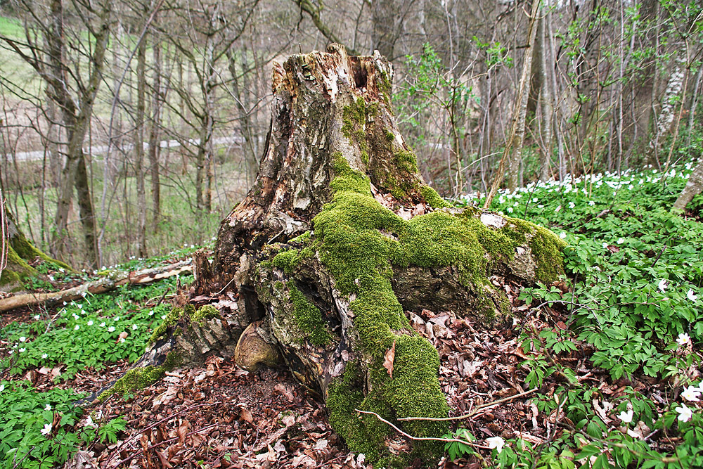 was vom Baum noch übrig blieb