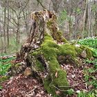 was vom Baum noch übrig blieb