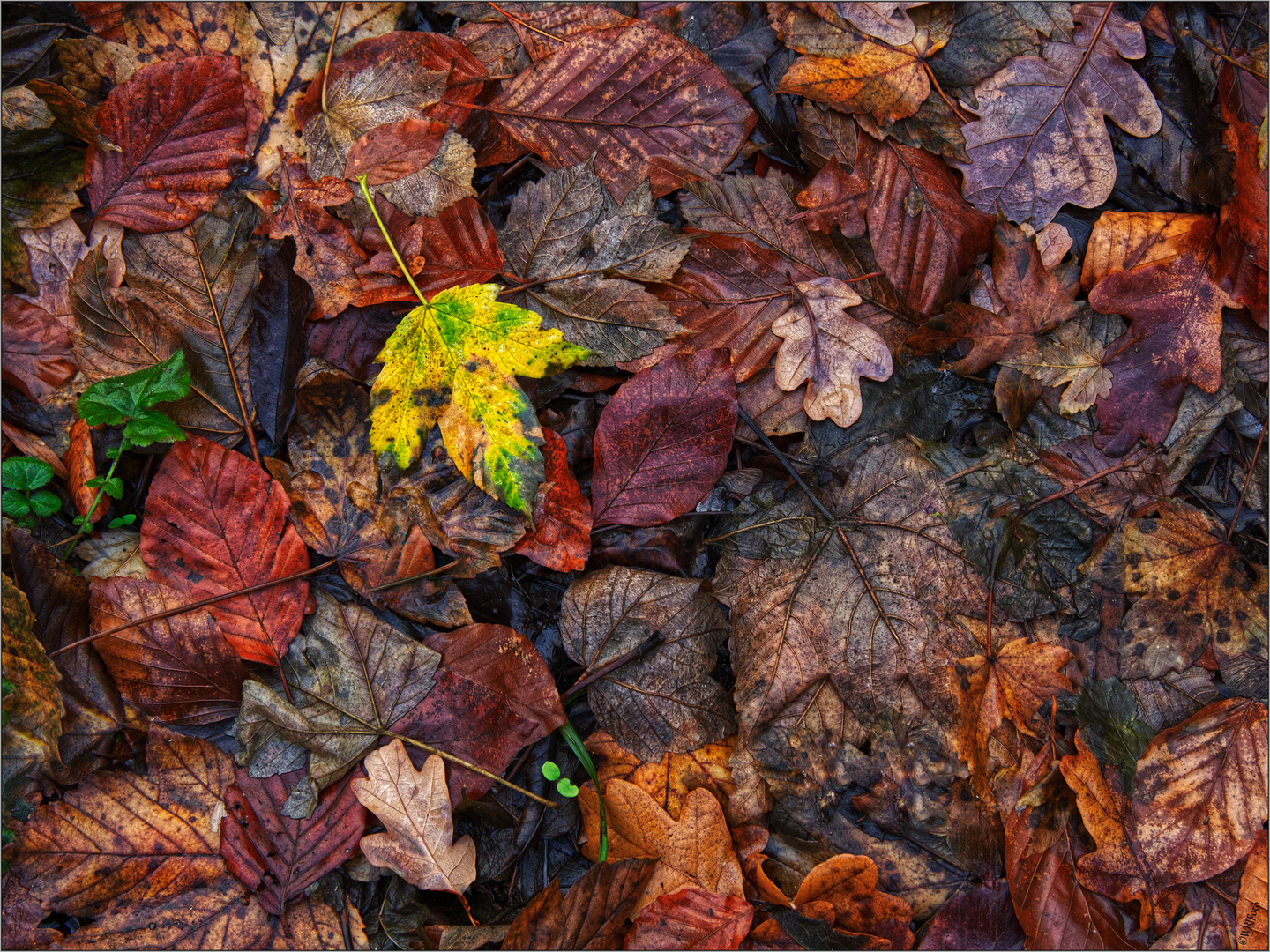 Was vom Herbst geblieben ist ...