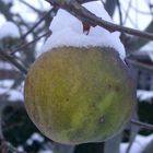 Was vom Herbst hängen blieb