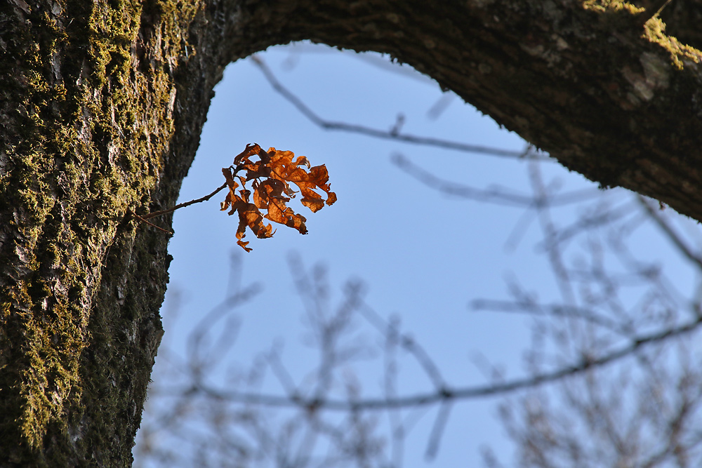 was vom Herbst noch so übrig blieb....