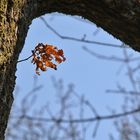 was vom Herbst noch so übrig blieb....