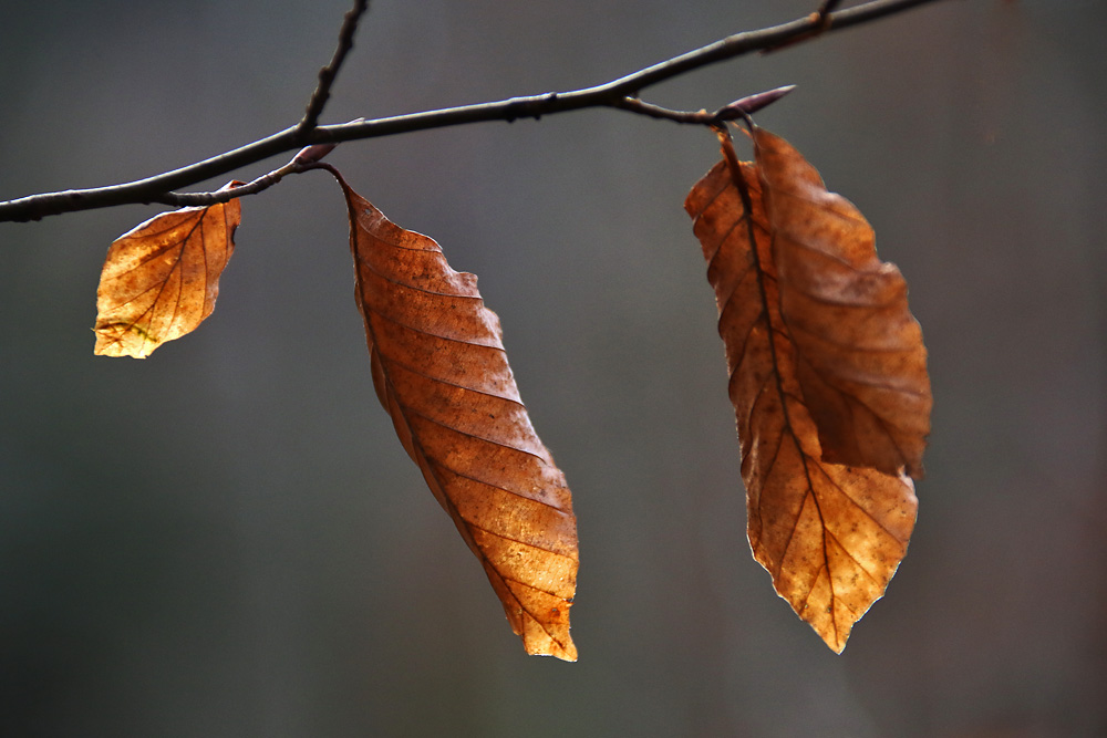 was vom Herbst noch übrig blieb