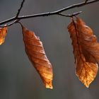 was vom Herbst noch übrig blieb