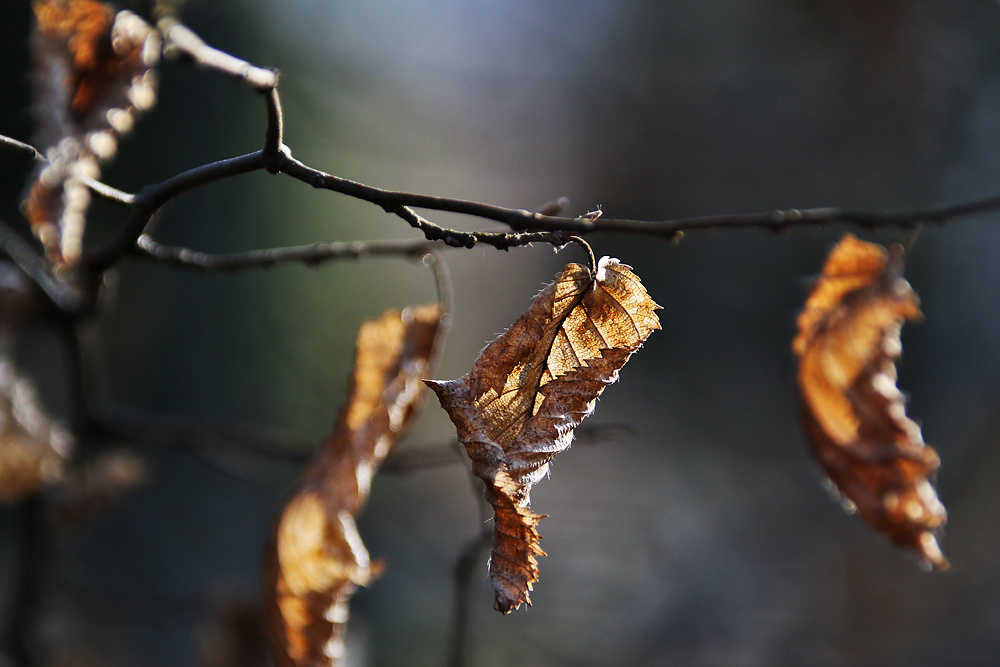 was vom Herbst noch übrig blieb...