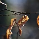 was vom Herbst noch übrig blieb...