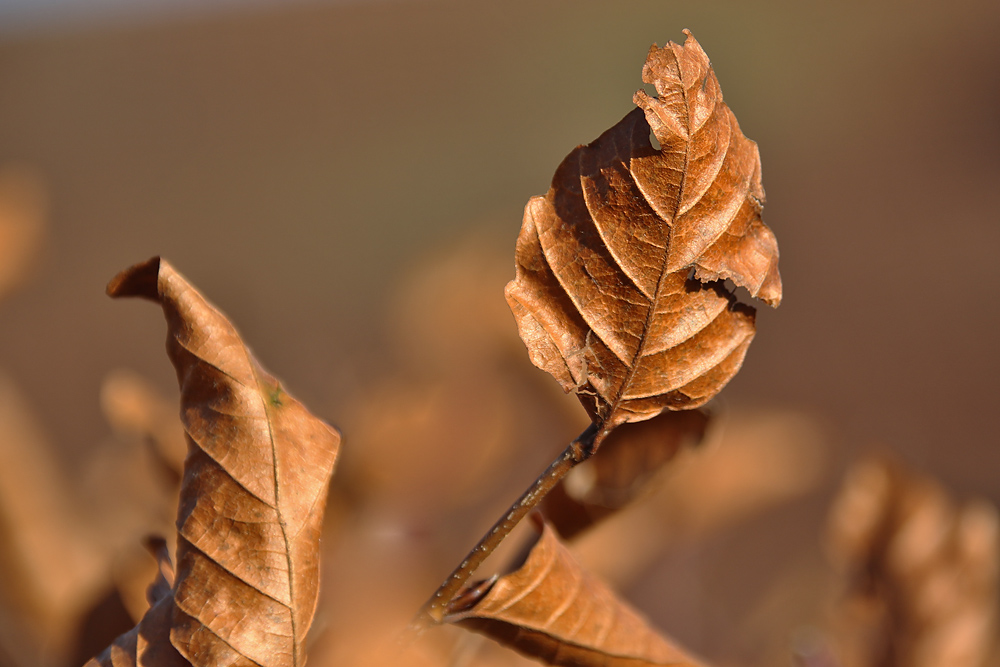 was vom Herbst noch übrig blieb