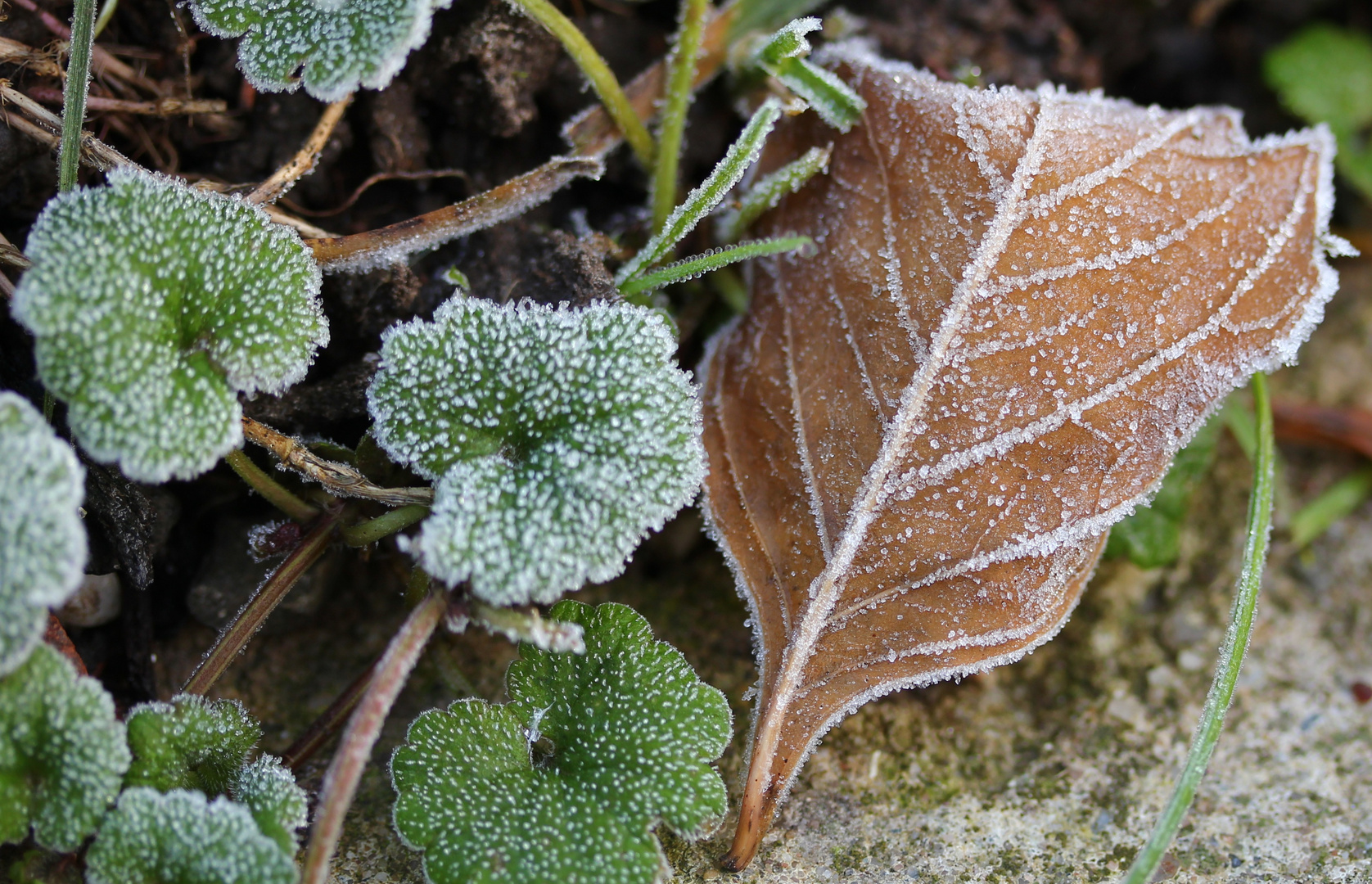 Was vom Herbst noch übrig blieb... 