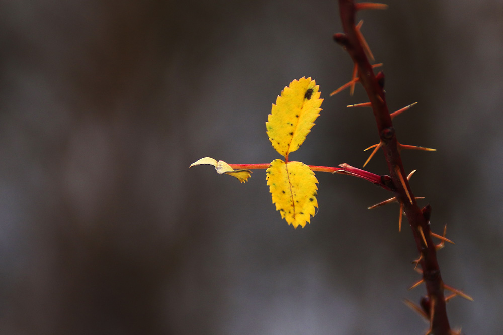 was vom Herbst noch übrig blieb......