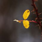 was vom Herbst noch übrig blieb......