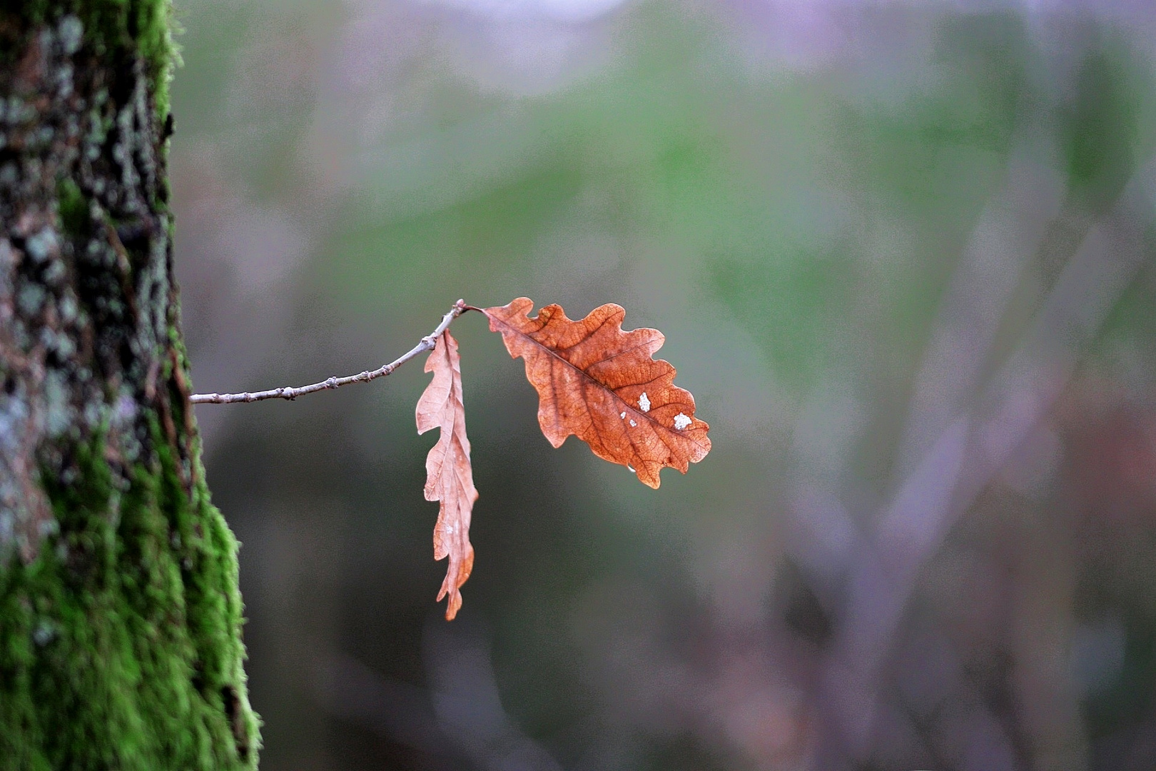 Was vom Herbst so übrig blieb.. 