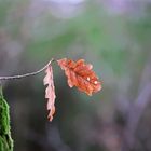 Was vom Herbst so übrig blieb.. 