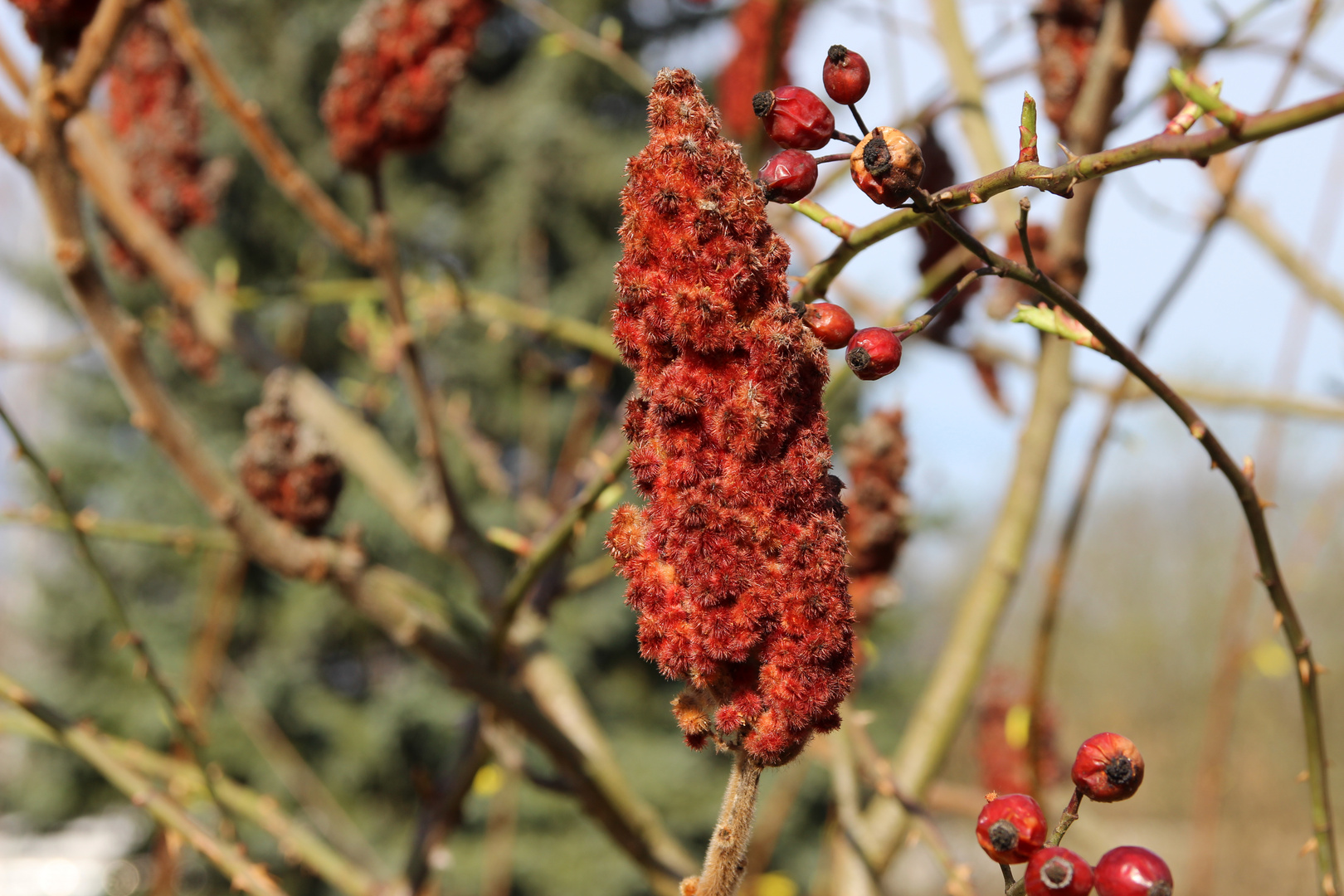 was vom Herbst übrig blieb