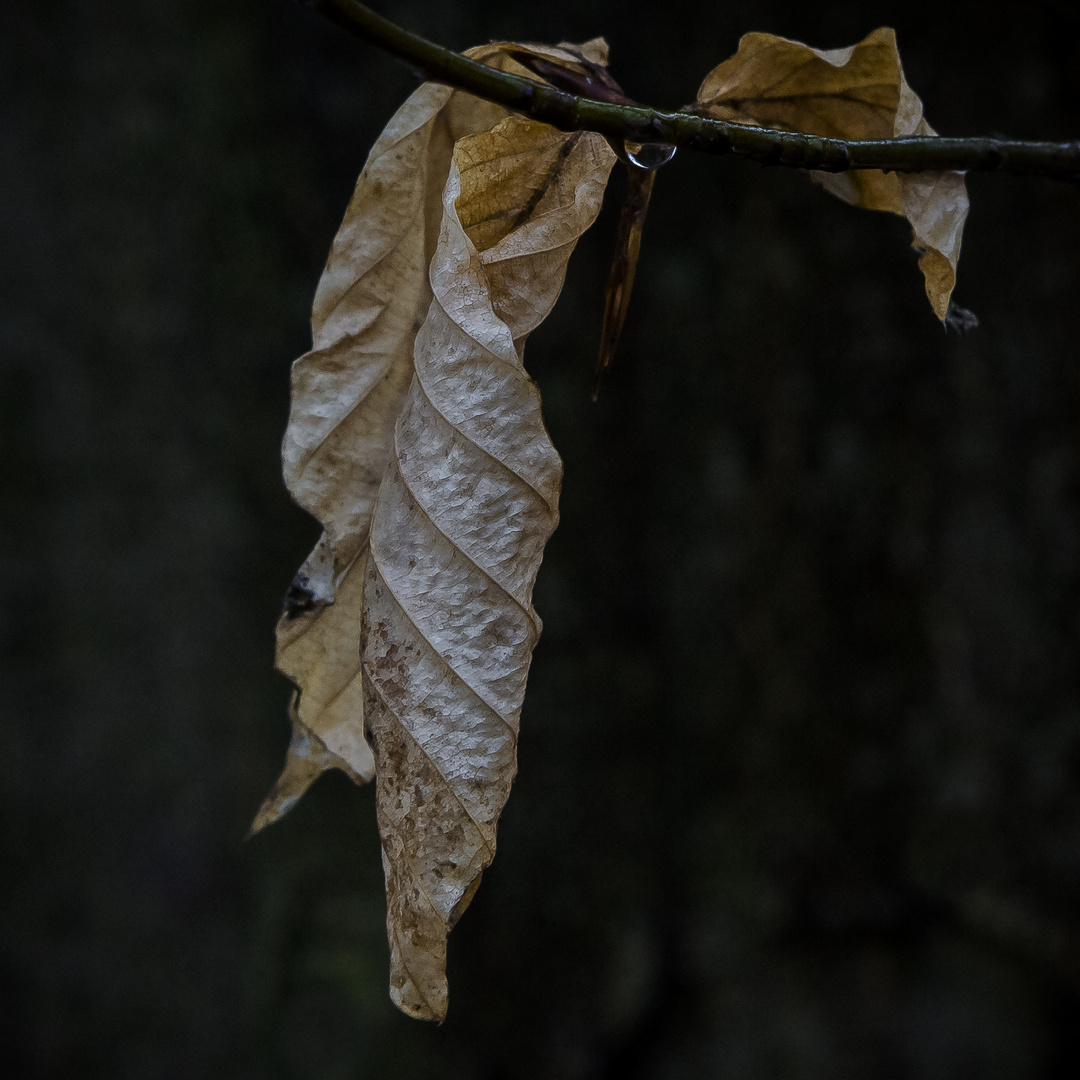 Was vom Herbst übrig blieb…