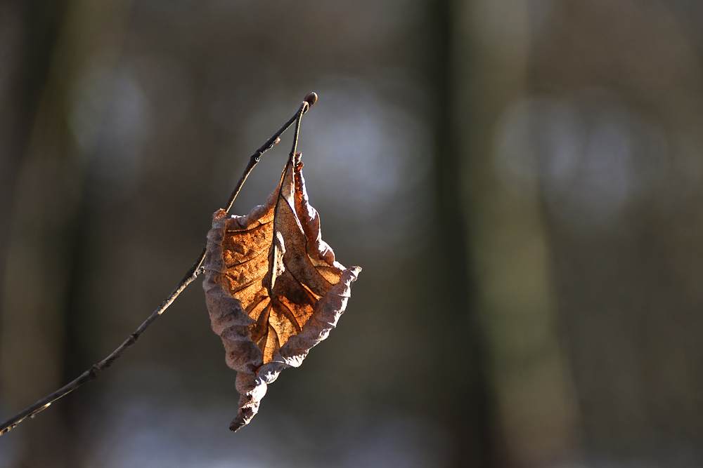 was vom Herbst(blatt) noch übrig blieb.....