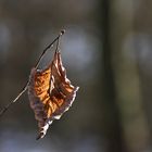 was vom Herbst(blatt) noch übrig blieb.....