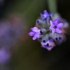 was vom Lavendel noch übrig blieb...