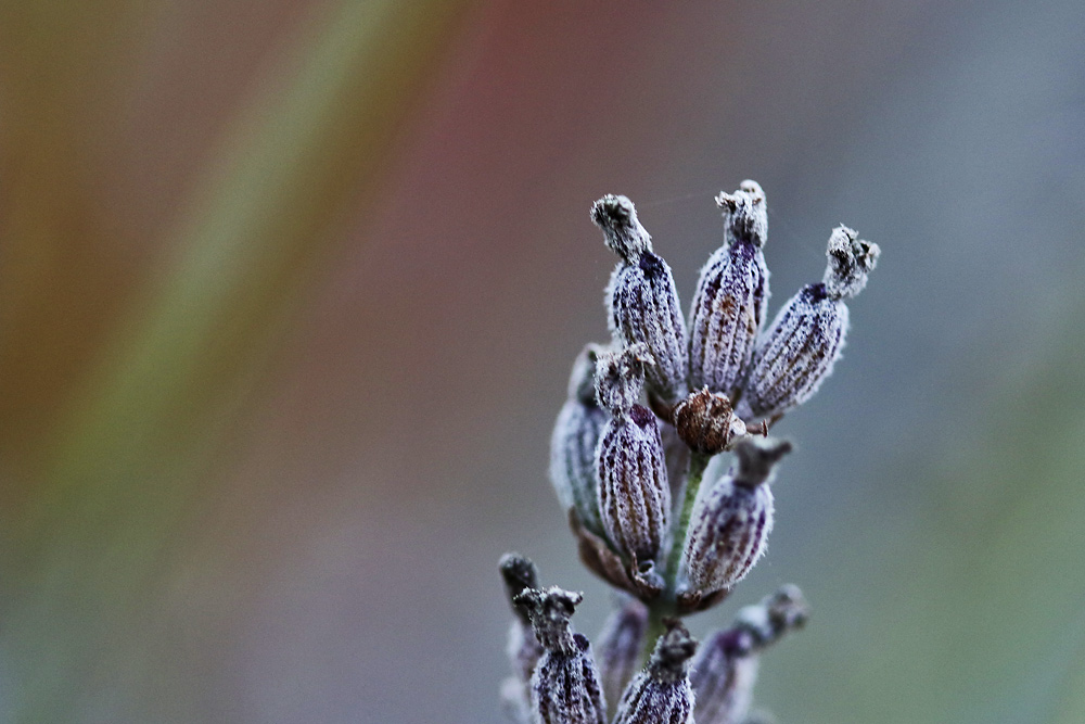 was vom Lavendel noch übrig blieb...Teil 2