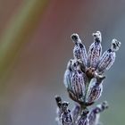 was vom Lavendel noch übrig blieb...Teil 2