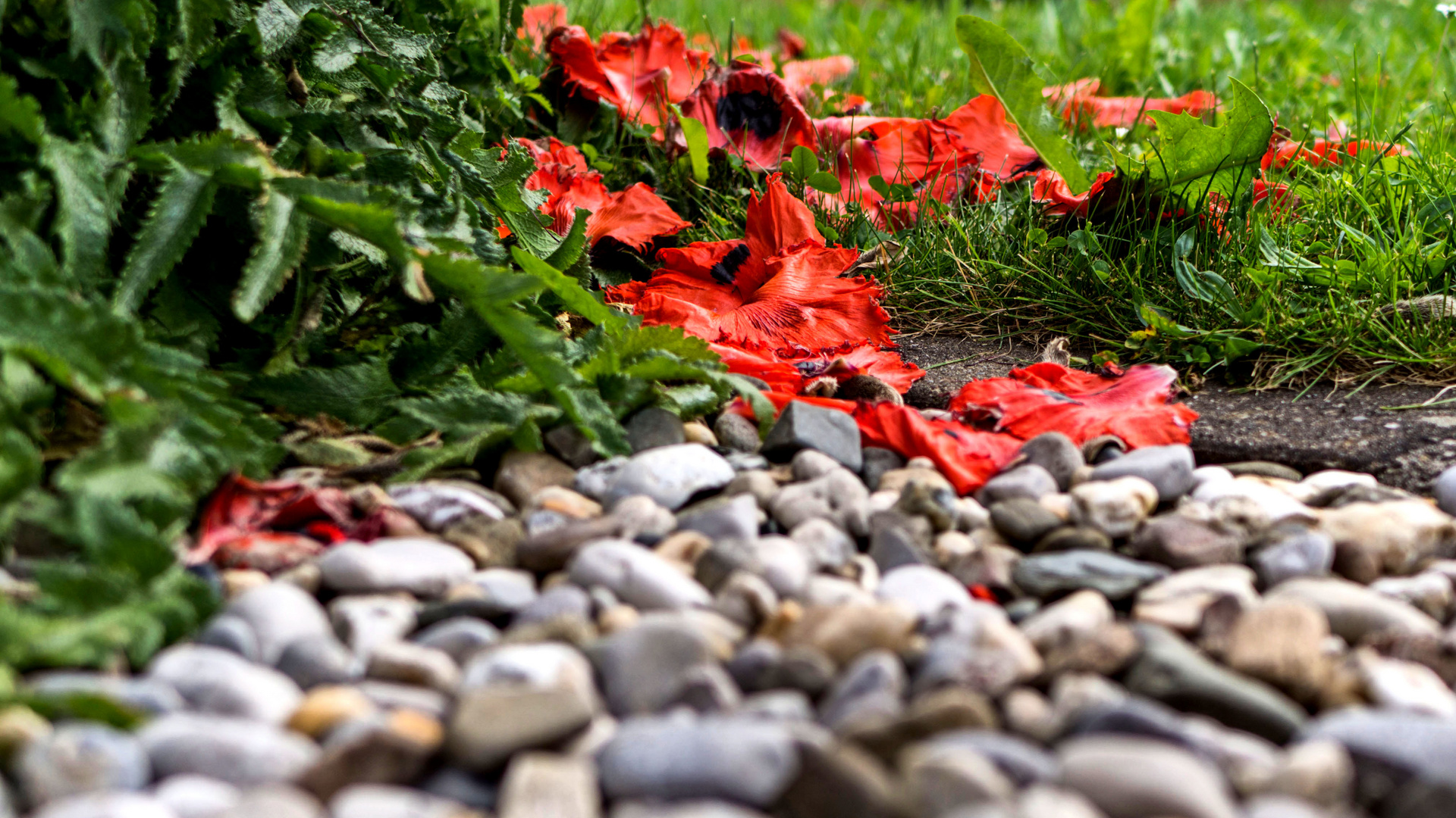 Was vom Mohn übrig bleibt....