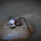 Was vom Schwimmen übrig blieb ...