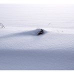 Was vom Sommer übrig blieb