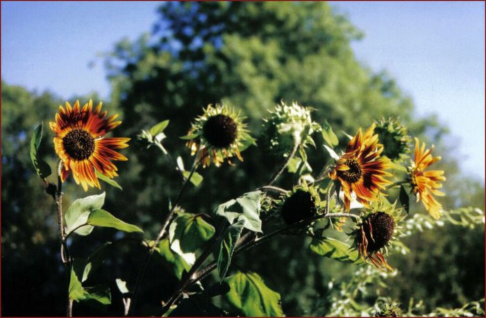 was vom sommer übrig ist