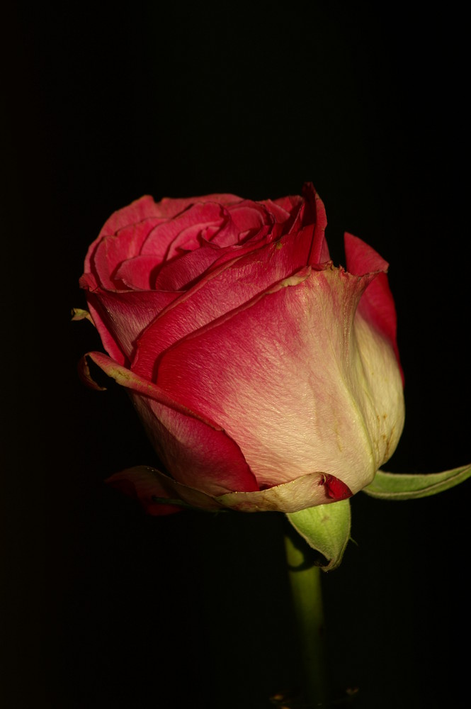 was vom Valentinstag noch übrig blieb