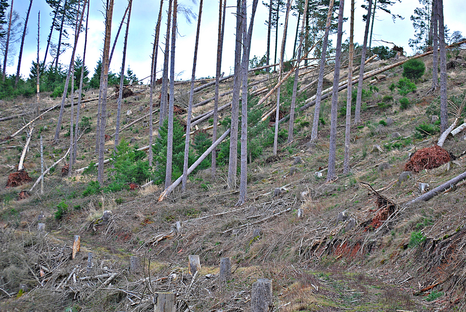 Was vom Wald noch übrig blieb...