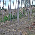 Was vom Wald noch übrig blieb...