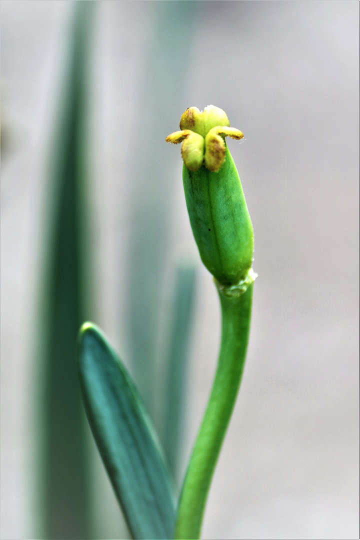 Was von der Tulpe übrig bleibt...