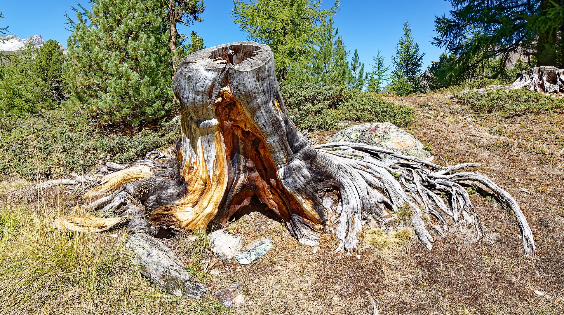 Was von einem Baum übrig geblieben ist ...