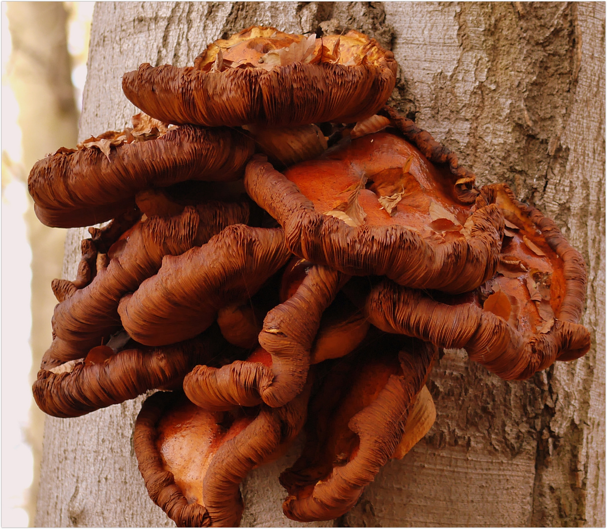 Was wächst da am Baum?