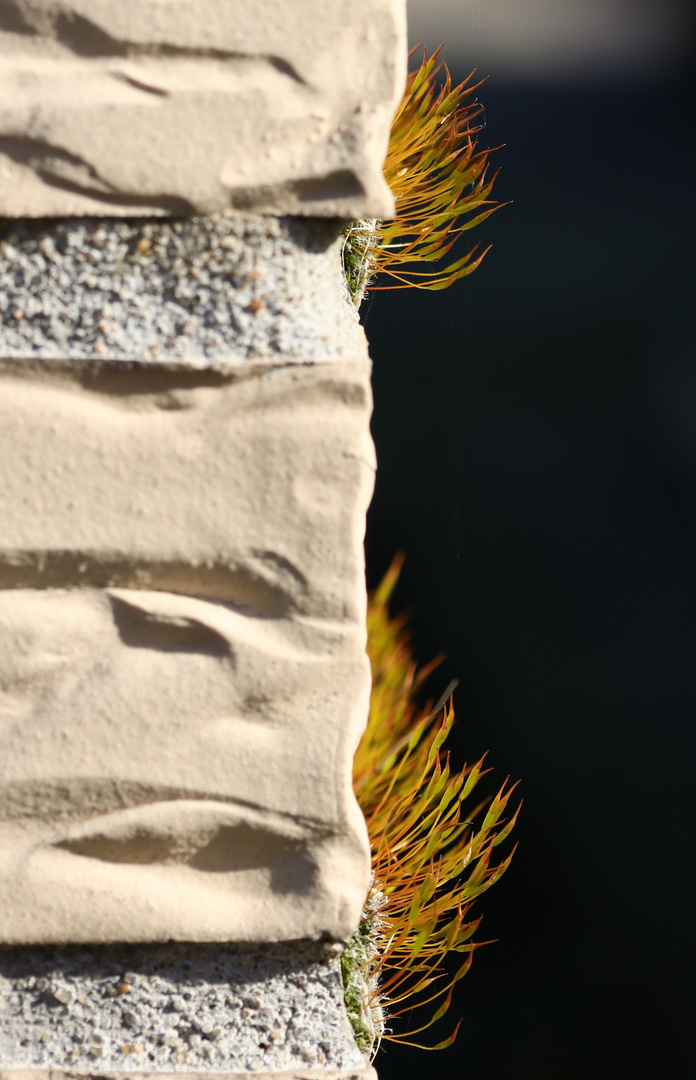 Was wächst da an der Garagenwand? Foto & Bild | nah- & makro, pflanzen