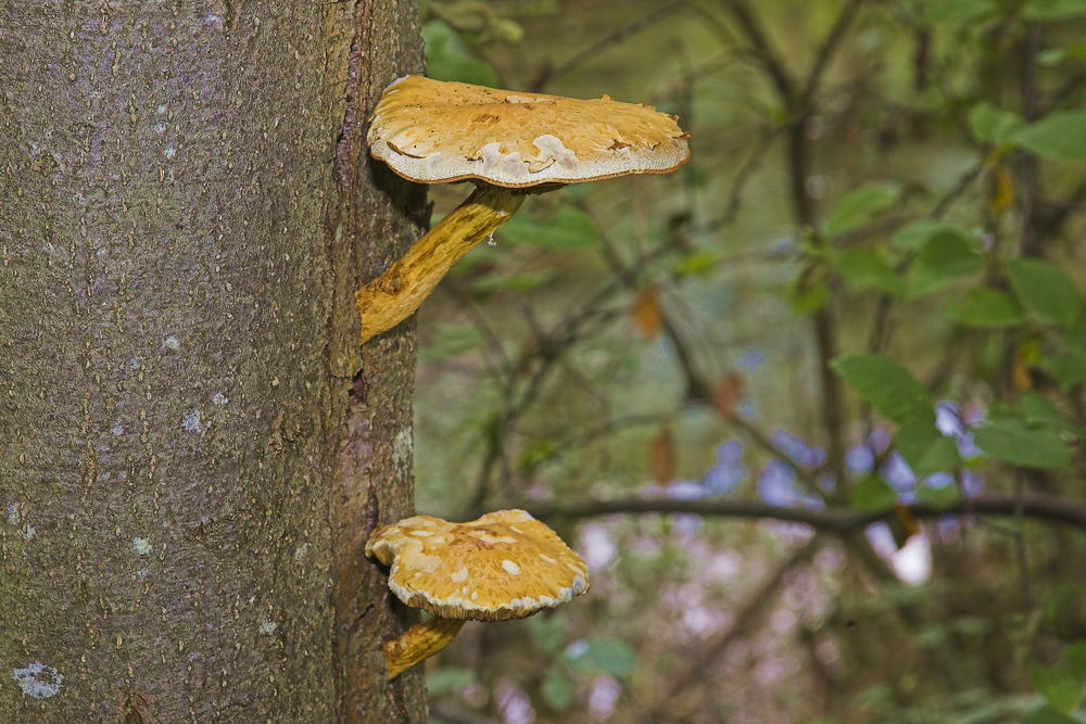 Was wächst das aus der Buche?