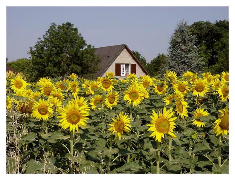 was wär der Sommer ohne Sonnenblumen