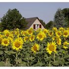 was wär der Sommer ohne Sonnenblumen