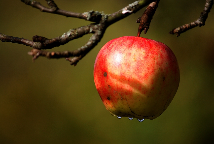 Was wär ein Apfel...