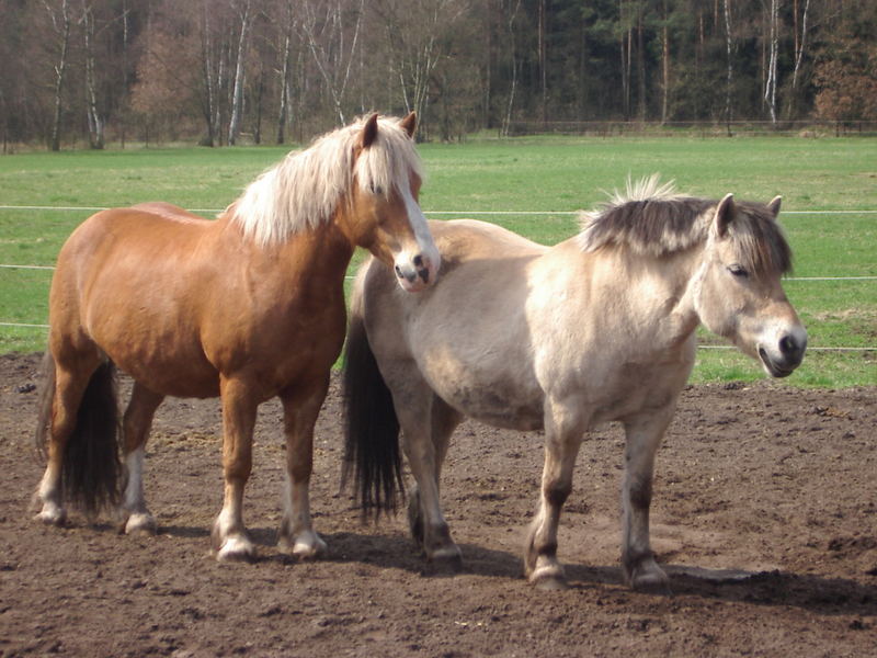 Was wäre das Leben ohne Freundschaft?