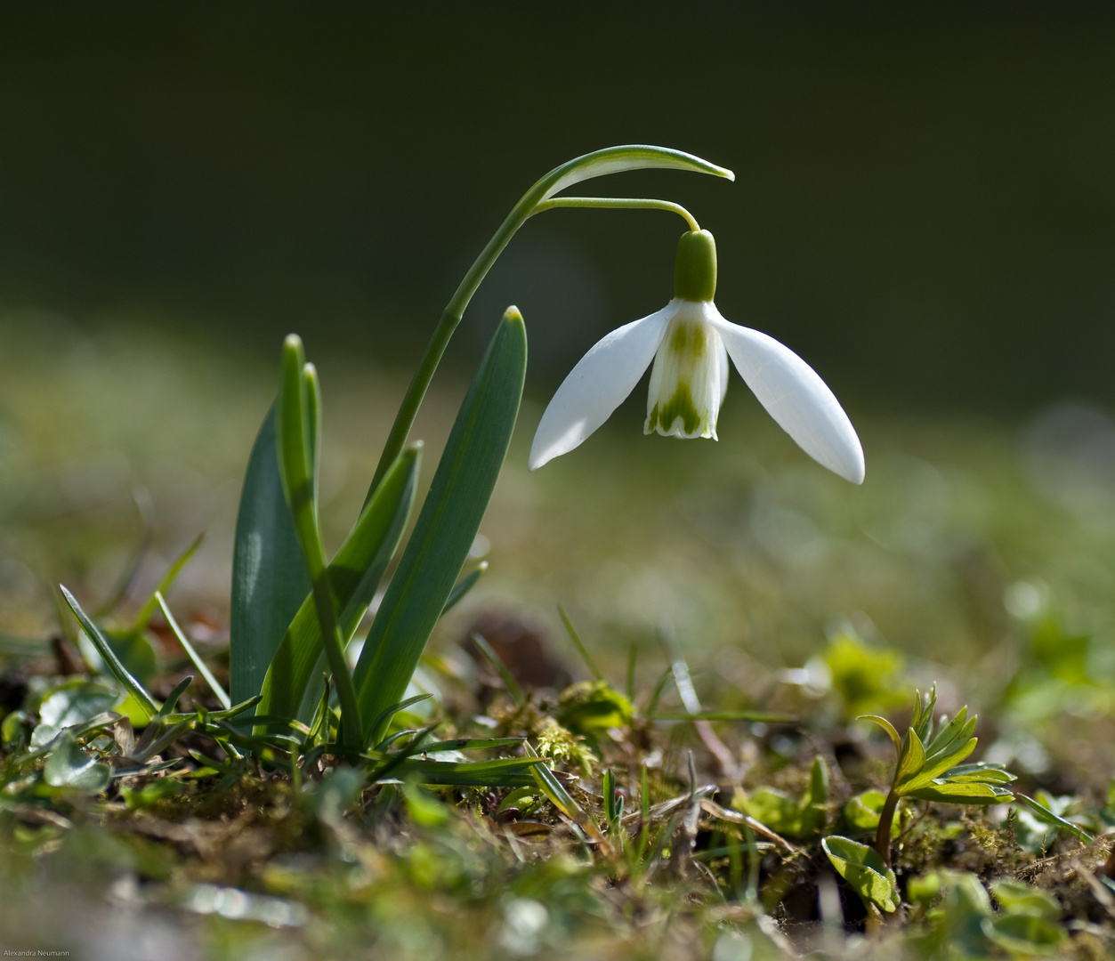 Was wäre der Frühling...